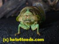 /home//u458753944/public_html/sourcegallery//////////Insects and small critters/aphids cicadas lanternflies and true bugs (Hemiptera)/P1080337.JPG